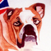 bulldogs.jpg