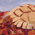 turtles.jpg